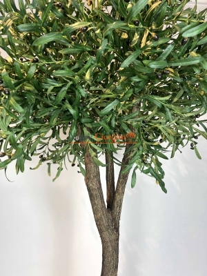 2.5 mt Zeytin Ağacı