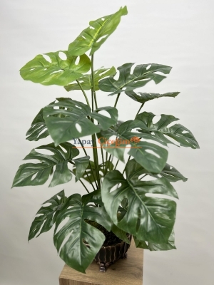 Monstera Ağacı 72 cm