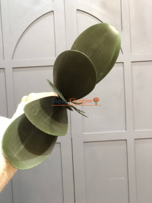 Orkide Yaprağı