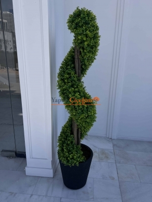 Dekoratif Spiral Şimşir Ağacı