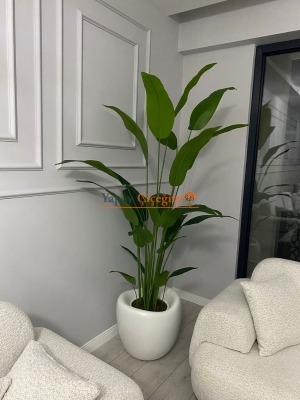 Lale Saksılı Starliçe Ağacı