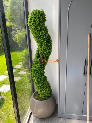 spiral şimşir ağacı