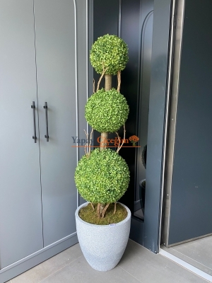 top şimşir ağacı