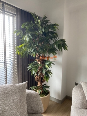 mango ağacı modelleri