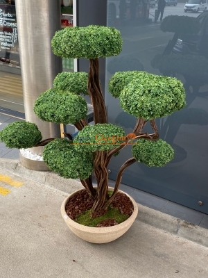 Büyük Bonzai Ağacı