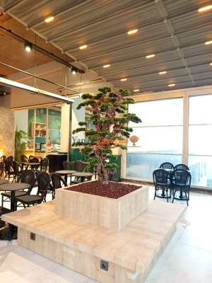 1.70 mt Saksısız Yapay Bonzai Ağacı – Dekoratif Ofis ve Ev Bonsai Modeli