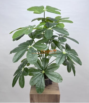 Schefflera (Şeflera) Çiçeği Çeşitleri ve Fiyatları