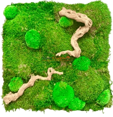 Şoklanmış Yosun Duvar Moss Duvar 50x50 cm