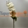 Beyaz Yapay Şebboy Çiçek Uzun Saplı Uzun Vazolar ve Süslemeler İçin