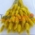 Sarı Pamuk Otu - Kuru Çiçek - Lagurus 1707