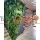 Yosun Duvar Yapay Moss Duvar 1 M2