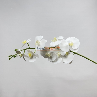 Kaliteli Islak Orkide Beyaz Renk