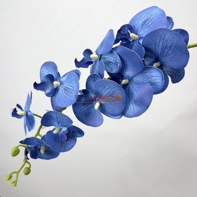 mavi orkide