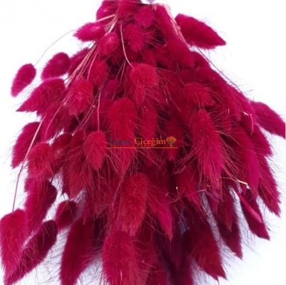 Kırmızı Pamuk Otu - Kuru Çiçek - Lagurus 1712