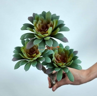 Sedum Minor Blam Sukulent