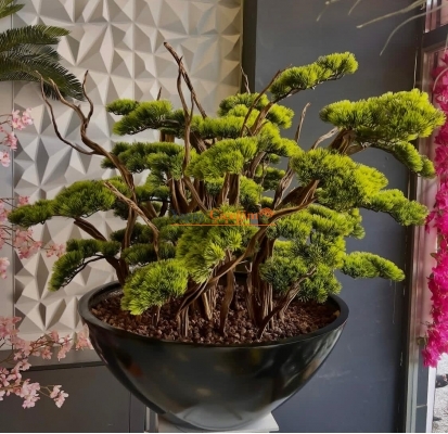 Büyük Bonzai Ağacı