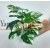 Büyük Yaprak Demeti