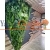 Yosun Duvar Yapay Moss Duvar 1 M2