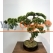 Yapay Küçük Bonsai Ağacı