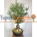 Siyah Saksılı Premium Yapay Zeytin Ağacı