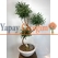 Bonzai Görünümlü Yapay Zeytin Ağacı