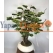 Süper Lüks Yapay Bonzai Ağacı – Dekoratif Ofis ve Ev Bonsai Modeli