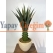 Dekoratif Yapay Agave Ağacı