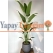 Strelitzia nicolai Yapay Ağaç