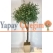 2.5 mt Zeytin Ağacı