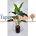 Alocasia Fil Kulağı Yapay Ağaç