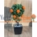 Saksıda Portakal Ağacı 35 cm