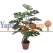 Yapay Monstera Agaç 18 Yaprak 75 cm Boy