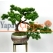 Yapay Bonsai Ağacı