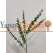 yeşil okaliptus