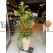 Hotel Yapay Ağaç Modelleri Hotel Yapay Ağaç Modelleri