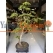 Premium Bonzai Ağacı 2.00 Mt