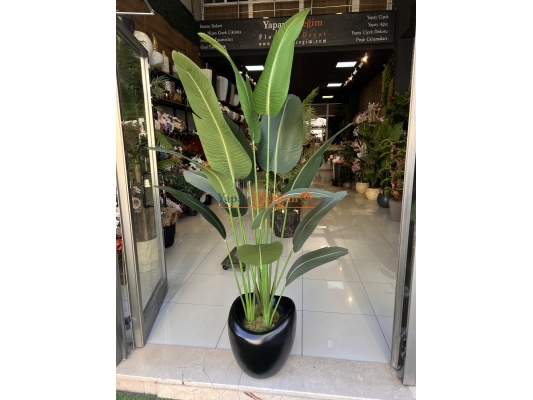 2.00 mt Kaliteli Kadife Yaprak Muz Agacı