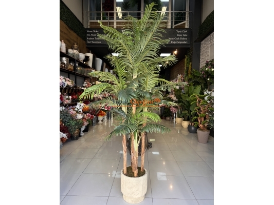 Palmiye Ağacı 5 Gövdeli 2.50 mt