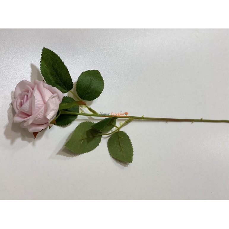 Pembe Kadife Gül