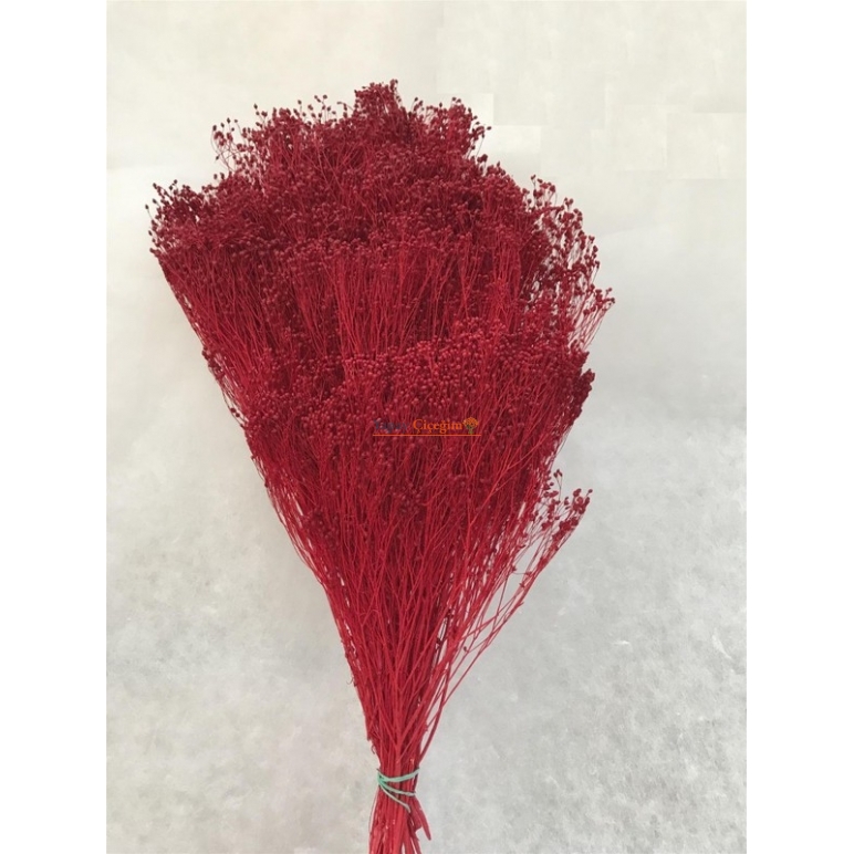 Kırmızı Blom Blom - BROOM BLOOM - Kuru Çiçek - 1606