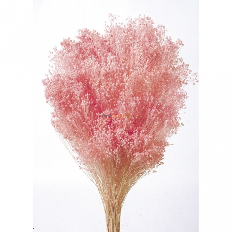 Pudra Blom Blom - BROOM BLOOM - Kuru Çiçek - 1610