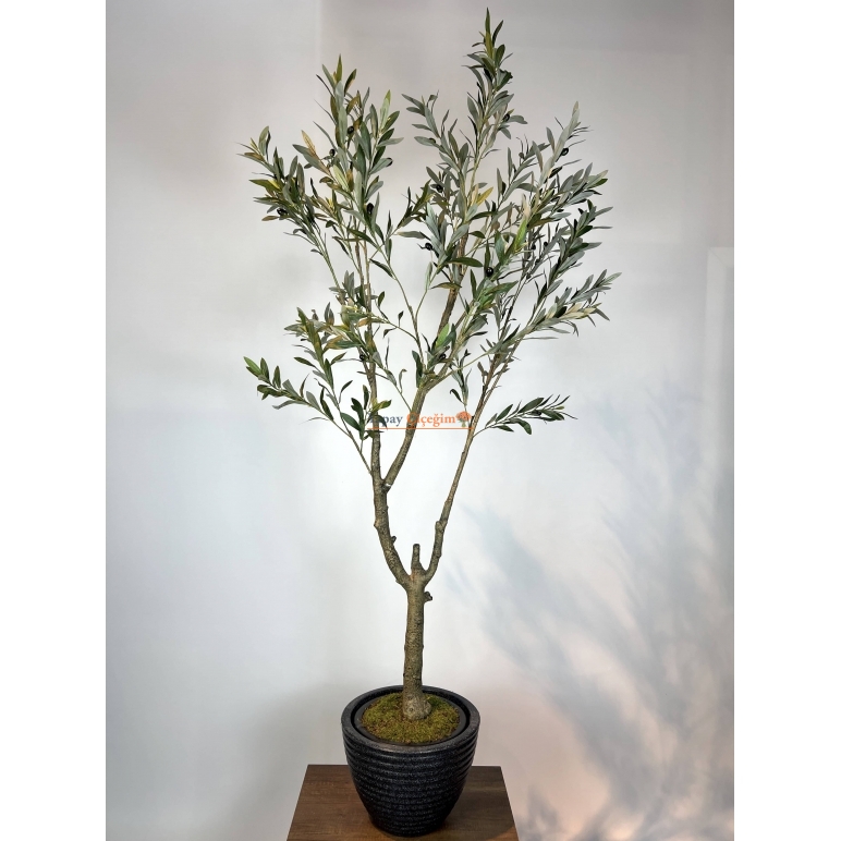 İnce Dallı Zeytin Ağacı