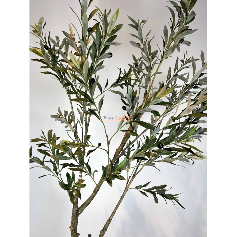 İnce Dallı Zeytin Ağacı