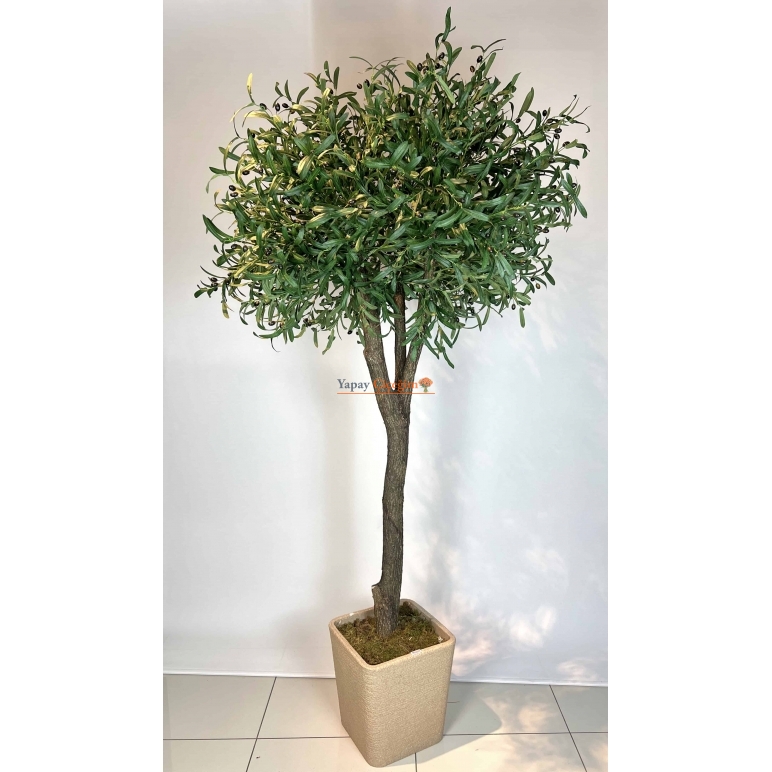 2.5 mt Zeytin Ağacı
