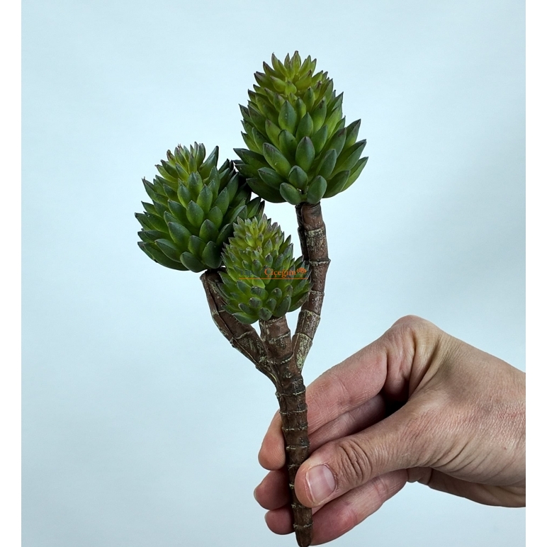 Crassula Tetragona Skulent
