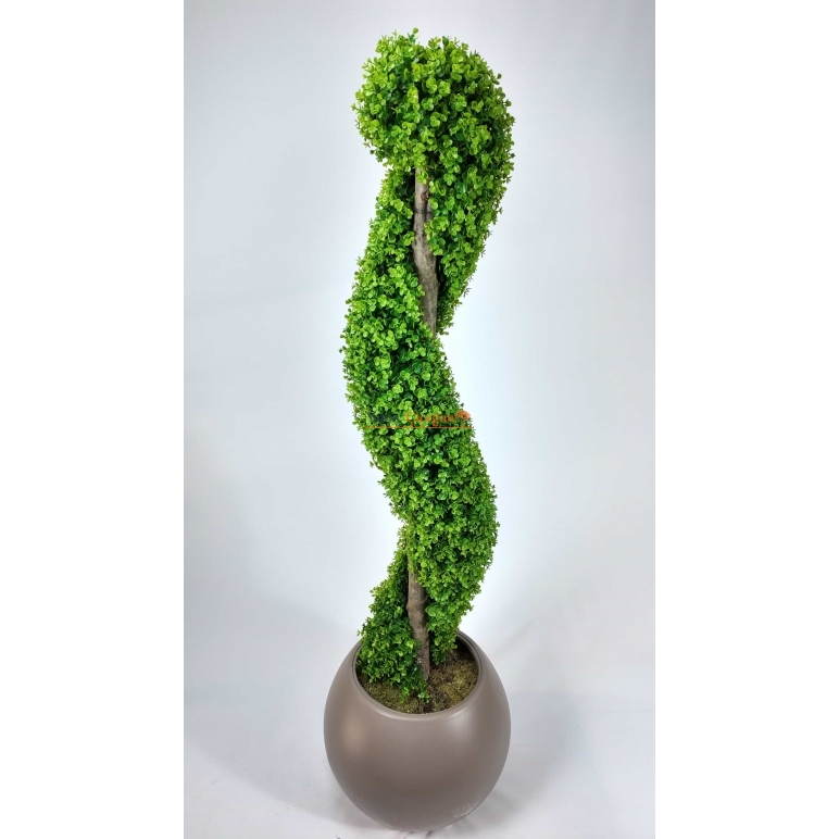 Dekoratif Spiral Şimşir Ağacı