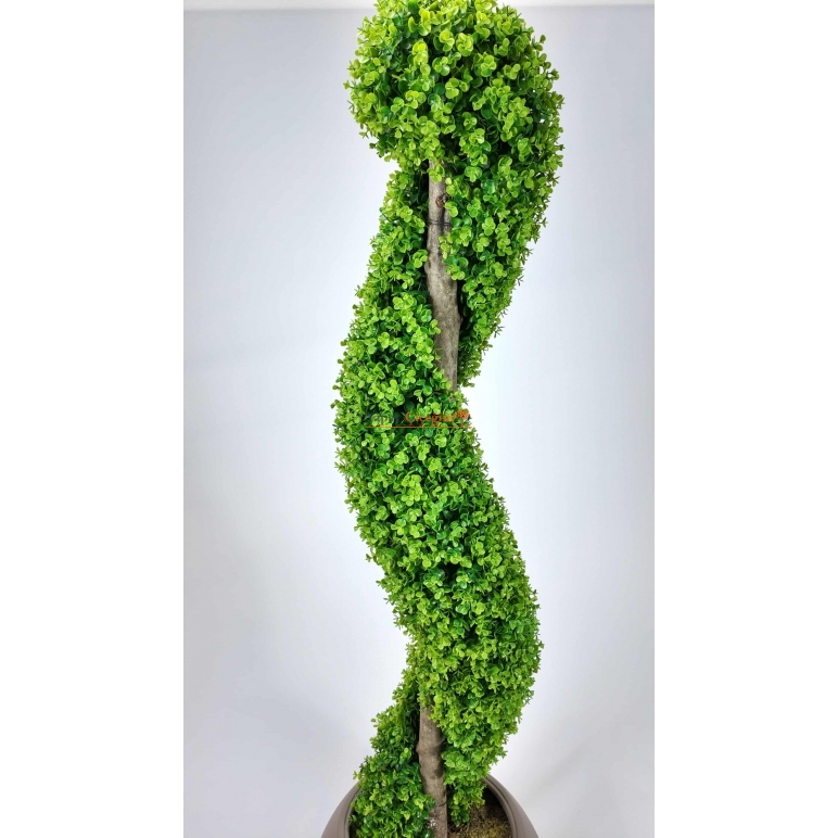 Dekoratif Spiral Şimşir Ağacı