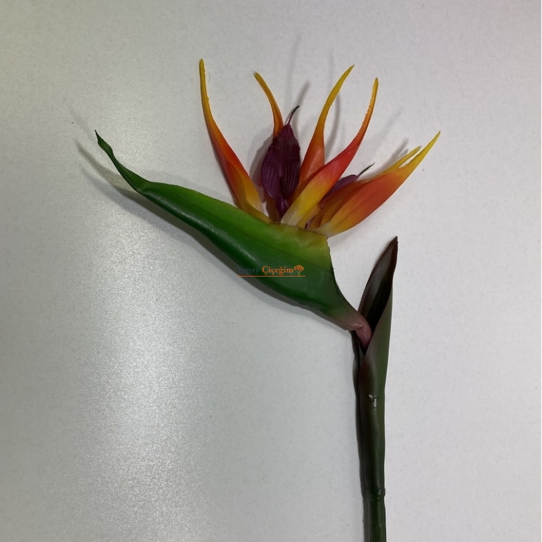 Starliçe Uzun Vazo Çiçeği