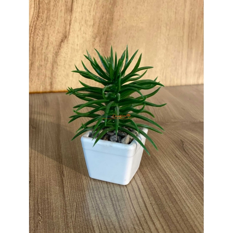 Mini Saksılı Çiçek 10 cm