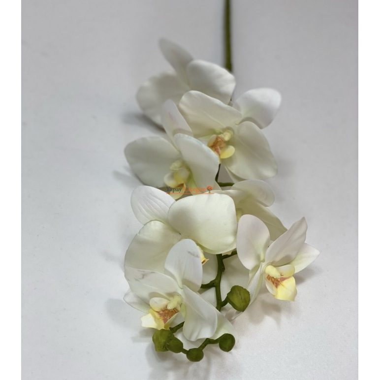 Beyaz Islak Orkide